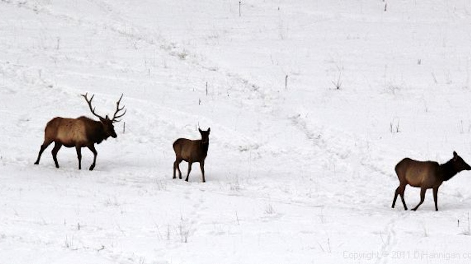 Deer And Elk Act As Buffer Between Wolves And Livestock