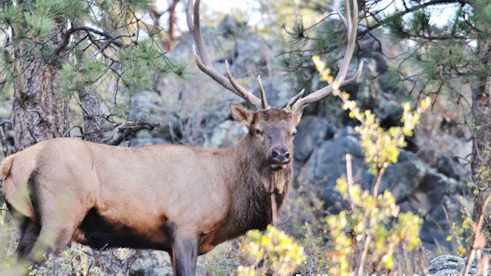 Still Time To Get Utah Elk Permits