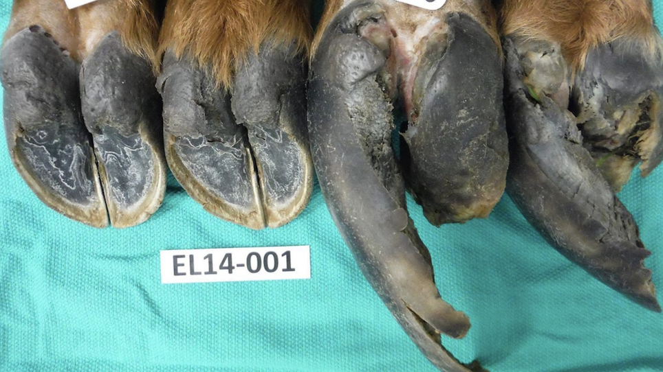 First Case of Hoof Disease Found in Idaho Elk