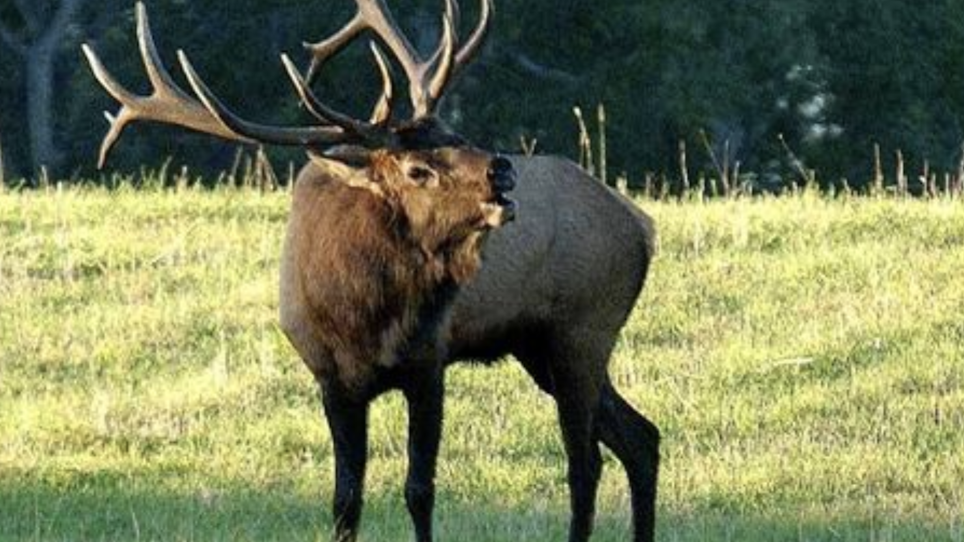 Small Tract Part of Larger Puzzle for Elk Habitat Restoration