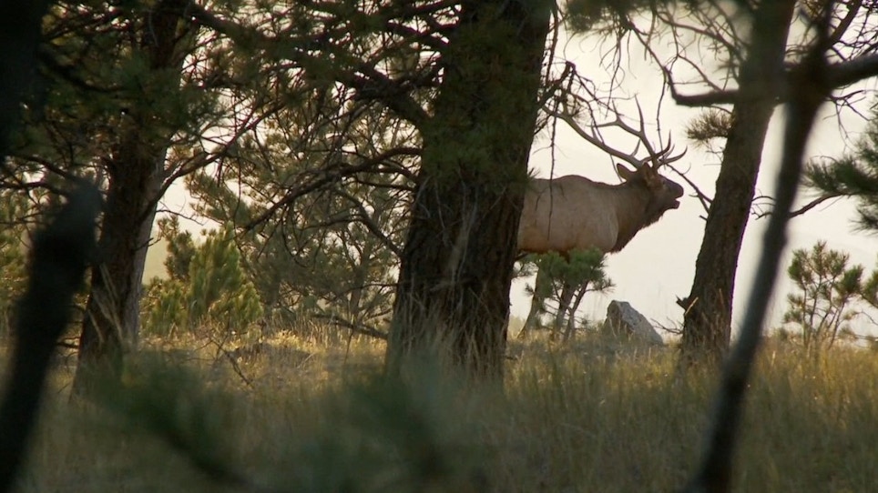 Montana Wildlife Managers Make Progress On Elk Brucellosis