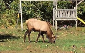 Video: First Elk Sighting In South Carolina Since 1737