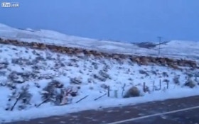 VIDEO: Huge elk herd crosses Wyoming road