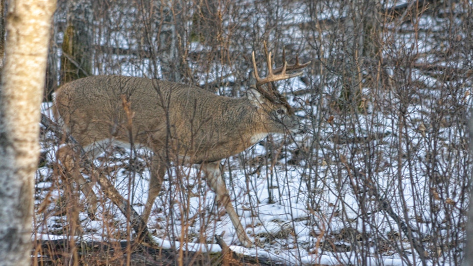 Recipes For Bowhunting Success During The Rut