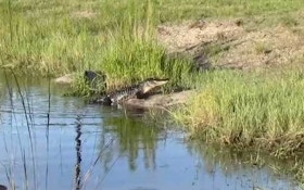VIDEO: Hunting alligators on a Florida cattle ranch