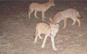 From the Reader's: Baiting coyotes with corn?