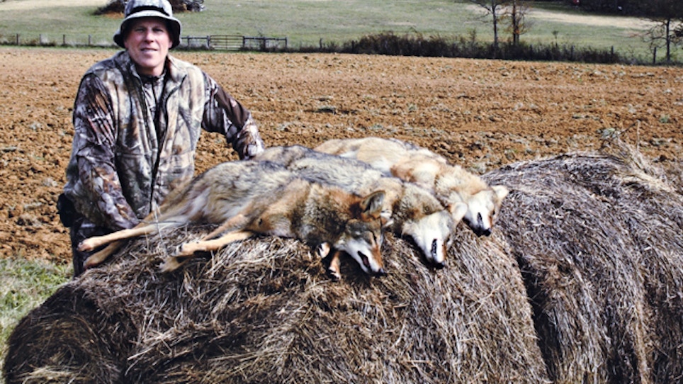 From the Readers: Calling southern coyotes
