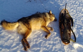 Canadian Hunter Shoots Coyote With Snare Around Its Neck