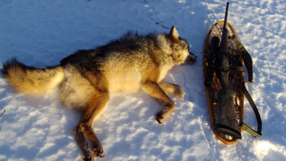 Canadian Hunter Shoots Coyote With Snare Around Its Neck