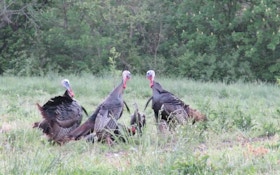 Top Wild Turkey Hunting Video of Spring 2022