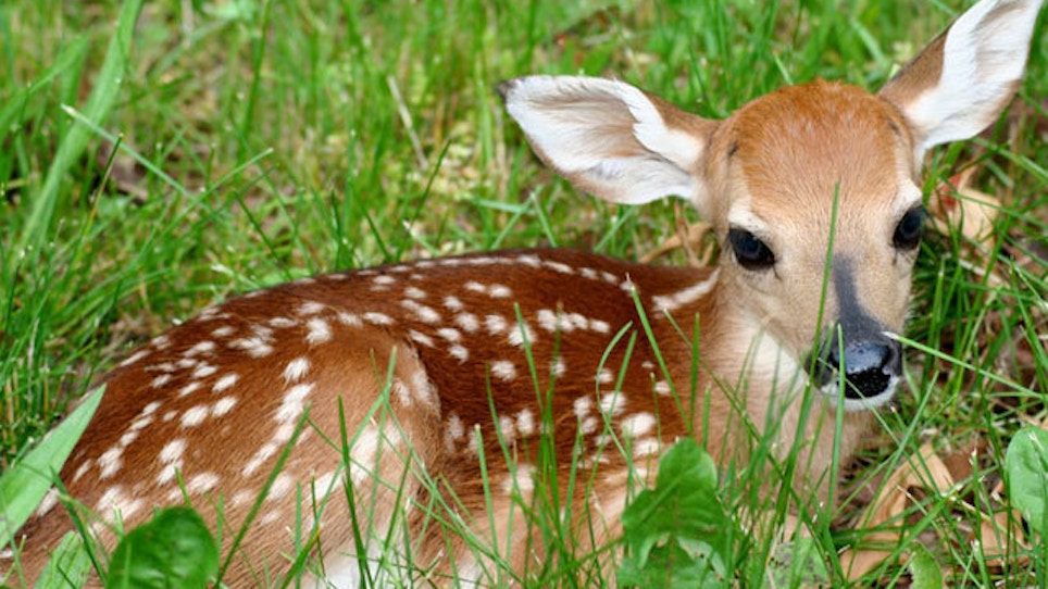 Think That Fawn Is Abandoned? Mom Is Probably Nearby