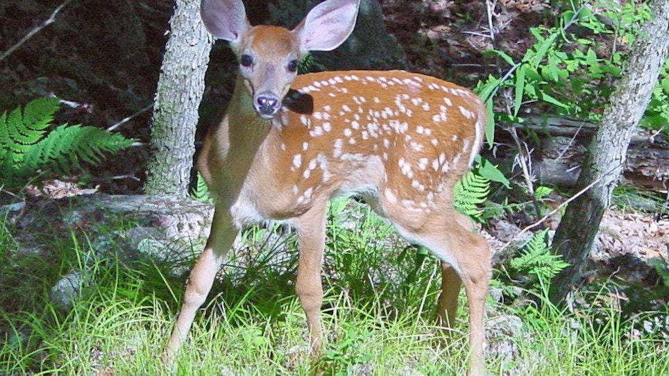 Could This Deer Fawn Survive Without Its Mother?