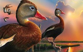 Op-Ed: Buying Duck Stamps Online for Hunting Season
