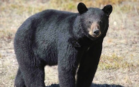 5 Savvy Tips for Tagging Spring Black Bears