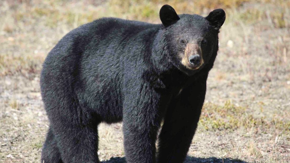 5 Savvy Tips for Tagging Spring Black Bears