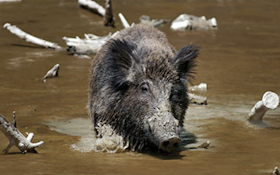 Hogs Invaded a Quiet Nature Preserve, and Then They Started Dying