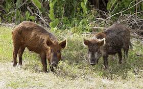 Just How Many Feral Pigs Has This State Killed This Year?
