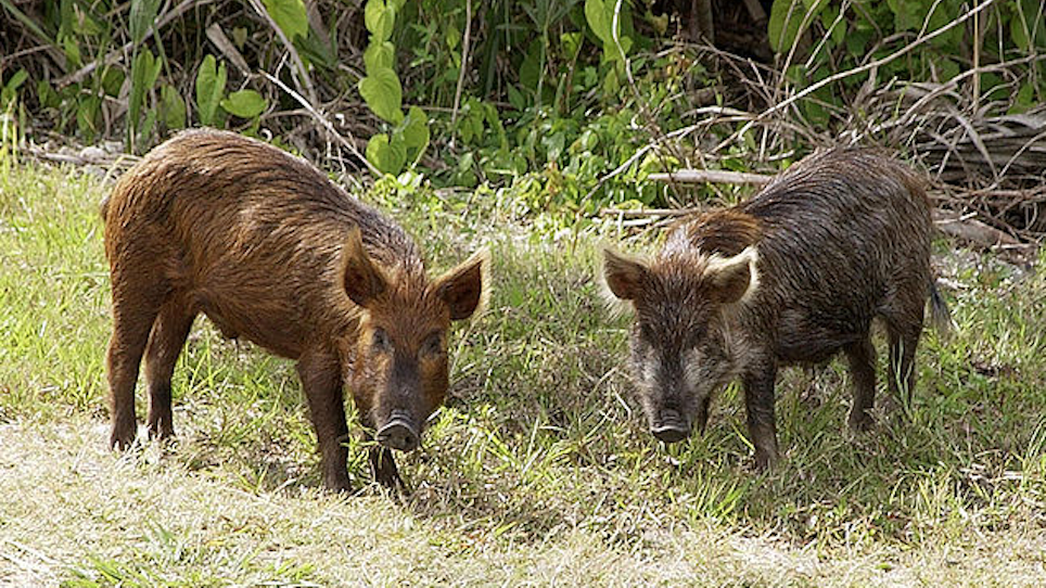Just How Many Feral Pigs Has This State Killed This Year?