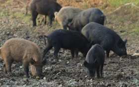 17 Facts About Feral Hogs