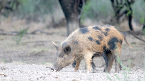 Feral hogs are slowly expanding their range north despite efforts by state wildlife agencies to prevent the spread. (Photo: Mark Kayser)