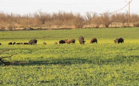 Did This State Really Eradicate All Feral Pigs?