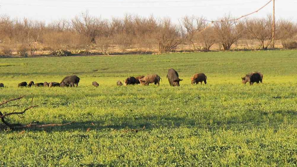 Did This State Really Eradicate All Feral Pigs?