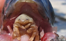 VIDEO: Fish Tongue Or Parasite?