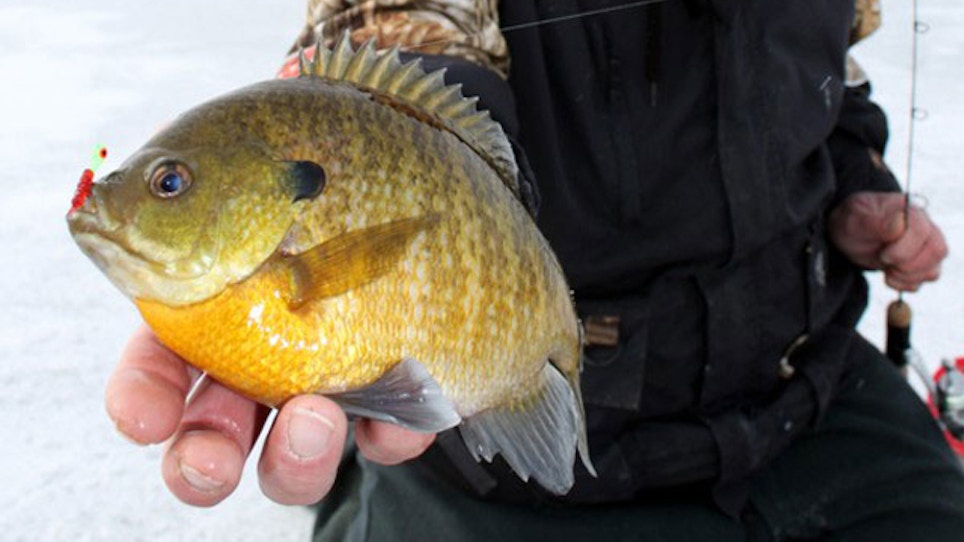 Ice fishing: when to stay put and when to go