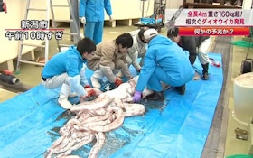 VIDEO: Fishermen catch 360-pound giant squid