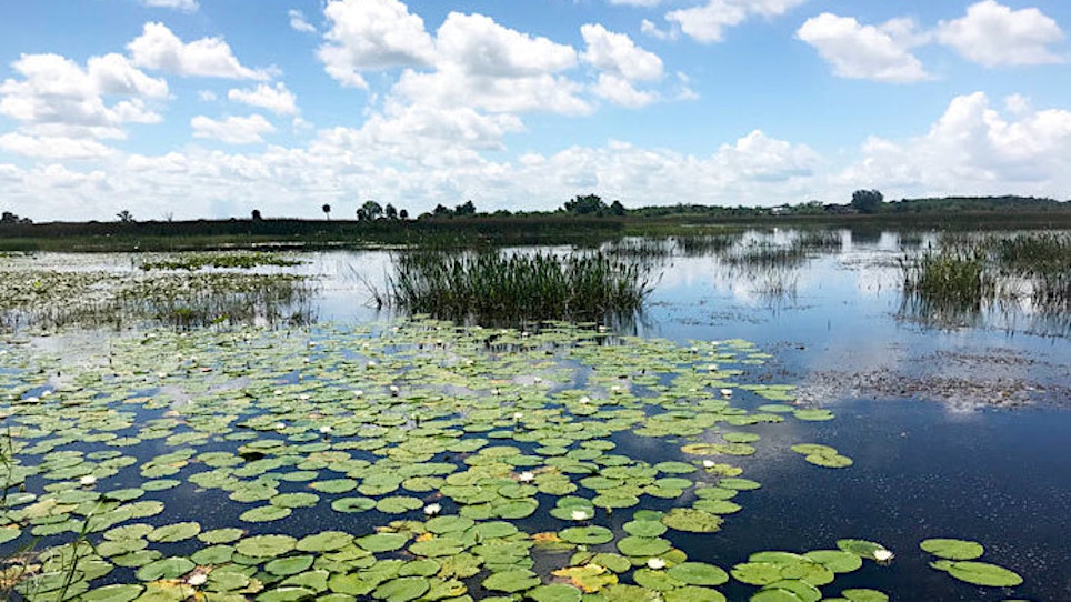 Florida Seeks Ideas for Aquatic Plant Management