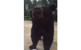 VIDEO: Bear Gets Up Close And Personal In Driveway
