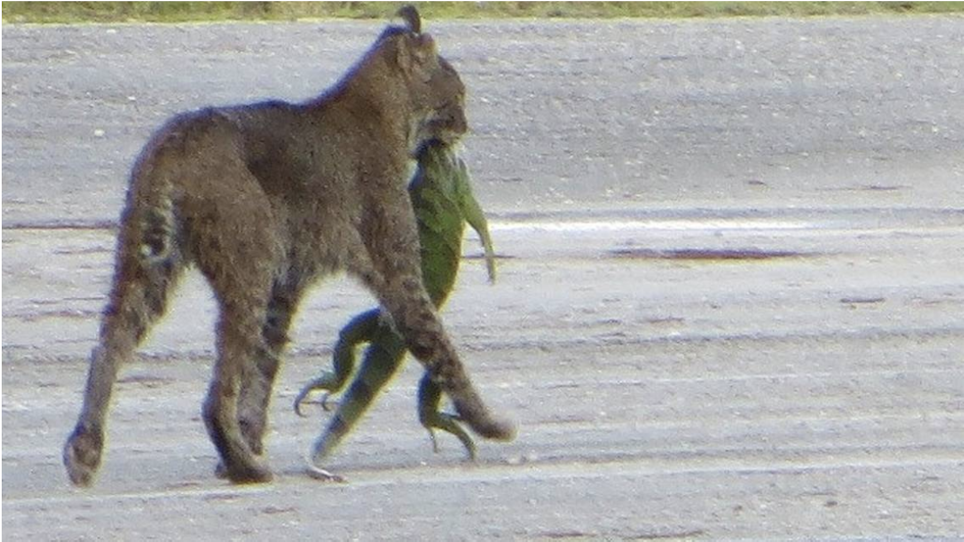 No Big Deal, Just a Hungry Bobcat With an Invasive Iguana