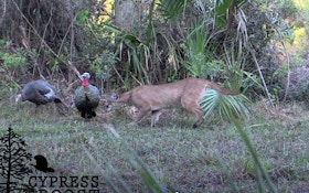 Video: Florida Panther Stalks Turkey Decoys