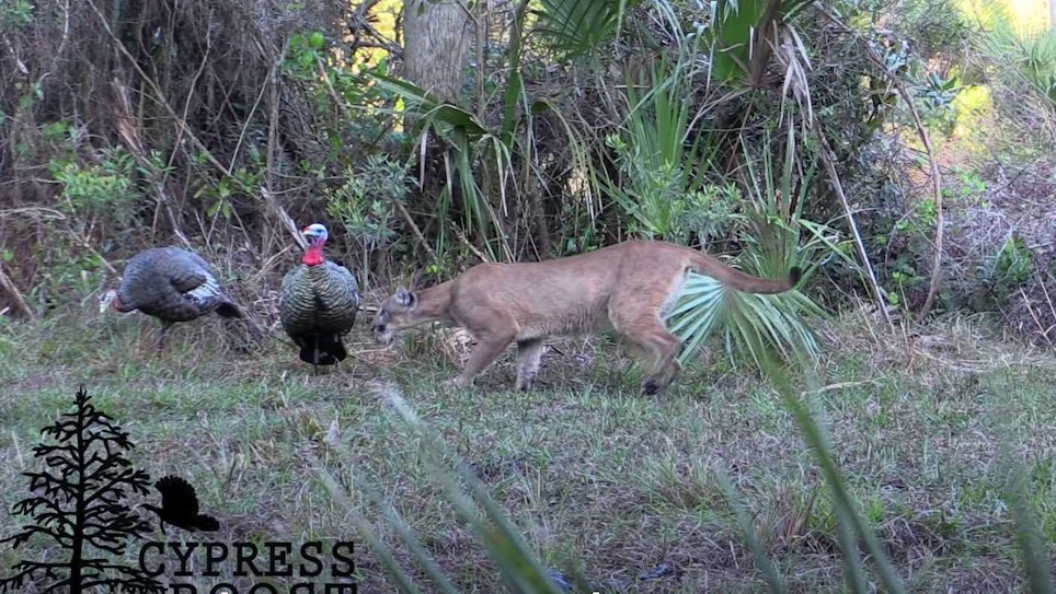 Video: Florida Panther Stalks Turkey Decoys