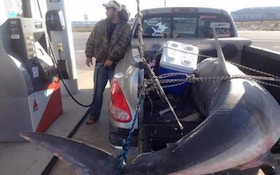 VIDEO: Man Catches Record 805-Pound Mako Shark