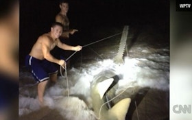 VIDEO: Rare Saw Shark Caught By Florida Fisherman