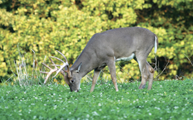 Hold Deer on Your Property by Planting Food Plots for Each Season