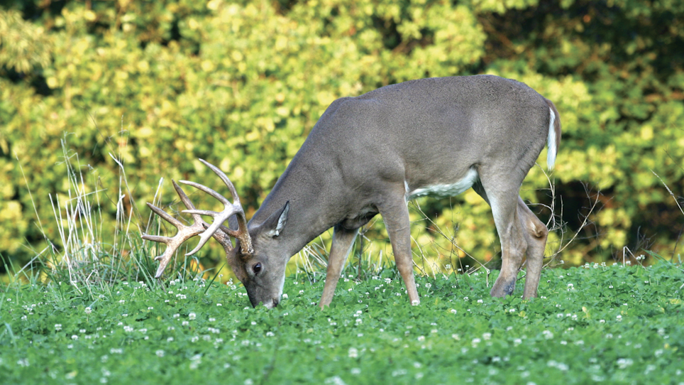Hold Deer on Your Property by Planting Food Plots for Each Season