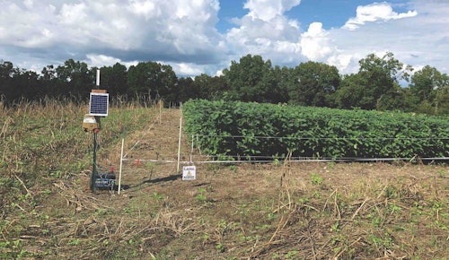 Many land managers will utilize an electric fence to keep deer out of their plots until they can grow large enough to sustain the heavy browsing pressure. Notice the beans outside of the fence are browsed to the ground compared to the plants inside the fence.