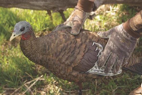Most experienced turkey hunters have called in a coyote using hen yelps. If a decoy was in place, they most likely got to see the sneaky nature of a coyote on the hunt.