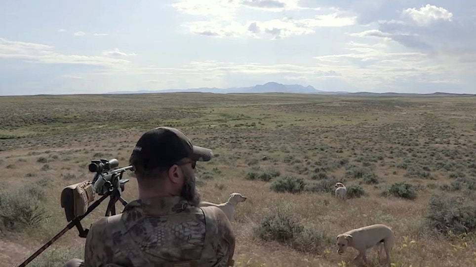 Hunting Coyotes With Dogs in Big Sky Country