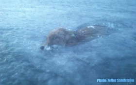 Fox discovered frozen in lake