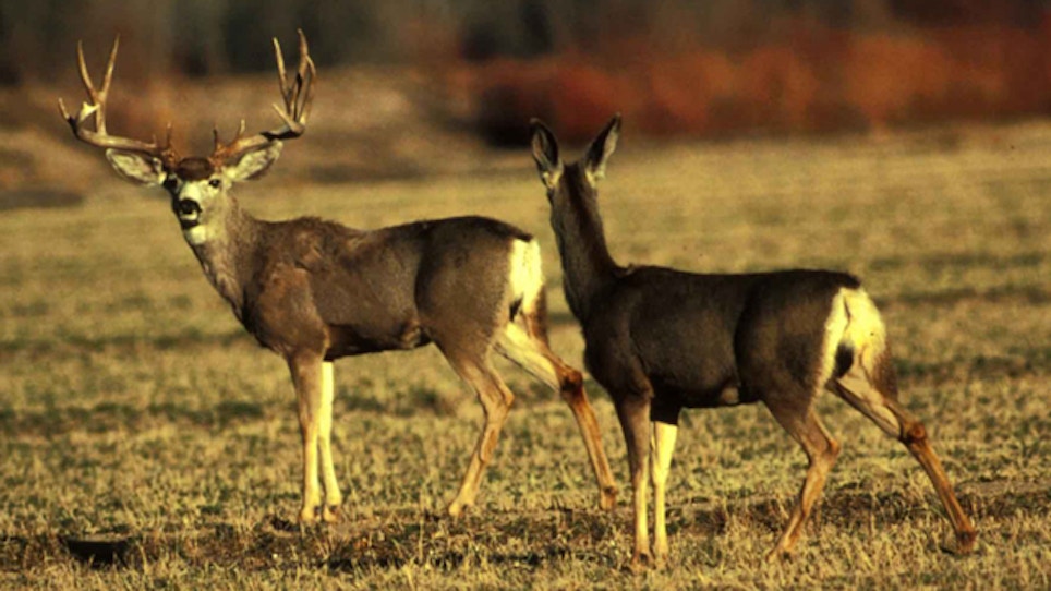 Mule Deer Does In Badlands Off Limits For 4th Straight Year