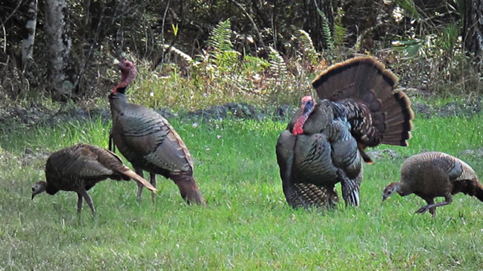 6 Tips for Late-Season Turkey Hunting