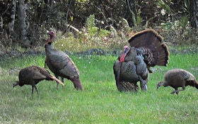 Spring Wild Turkey Season Opens In North Dakota