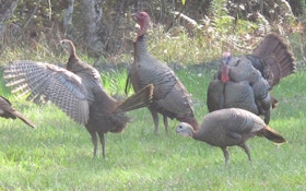 Maine Wild Turkey Season Begins
