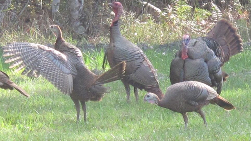 Maine Wild Turkey Season Begins