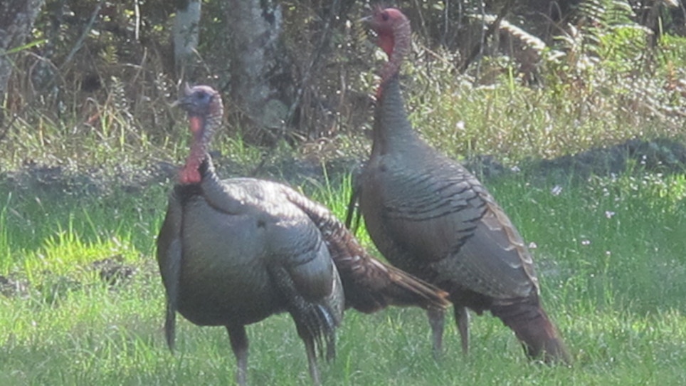 Wild Turkey Season Opening In Ohio