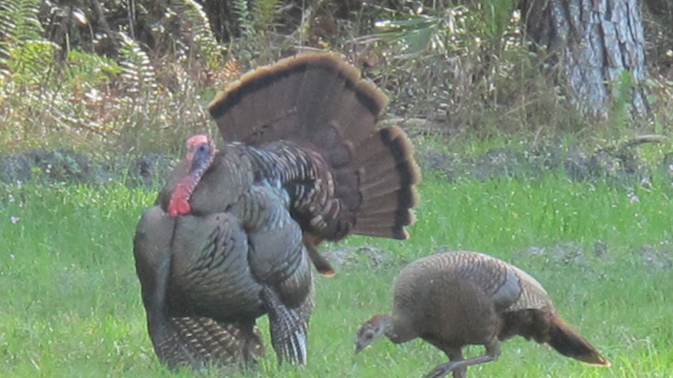 Wild Turkeys Make Comeback In West Virginia