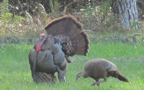 Louisiana Turkey Season Could Be Productive